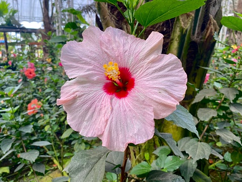 Pink hibiscus plant