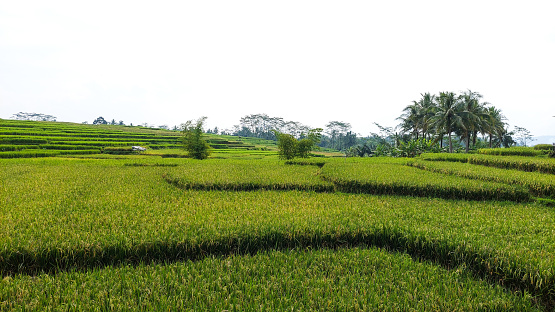 rice field view, beautiful nature photos