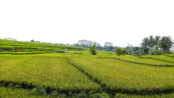 rice field view, beautiful nature photos