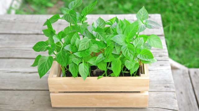 Seedling box against a rustic wooden wall. Wood crate with young pepper plants. Farming gardening concept. Plant nursery. Horticulture, cultivation, agriculture. Healthy nutrition organic vegetables