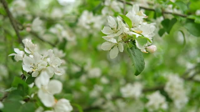Blossoming spring branches with flowers Banner. Flowering fruit tree white flower. Apple, pear in the garden. High quality video for wallpaper, travel blog, magazine, Digital billboards. Bio eco ad