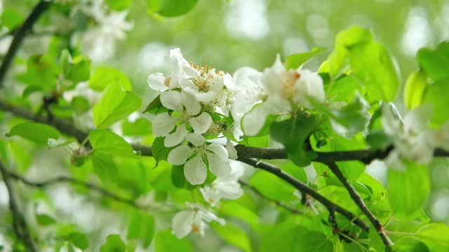 Blossoming spring branches with flowers Banner. Flowering fruit tree white flower. Apple, pear in the garden. High quality video for wallpaper, travel blog, magazine, Digital billboards. Bio eco ad