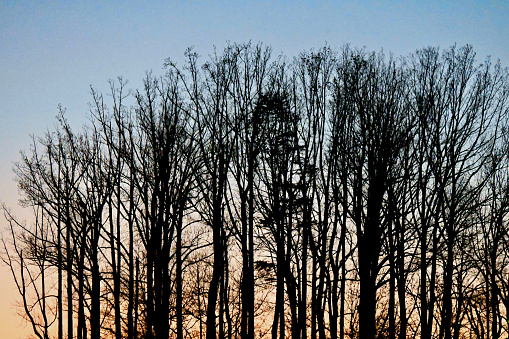 A grove of trees is silhouetted against a multi-colored sky painted by the setting sun.