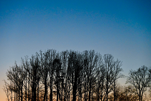 A grove of trees is silhouetted against a multi-colored sky painted by the setting sun.