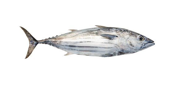 Fresh seafood, one front mackerel on white background