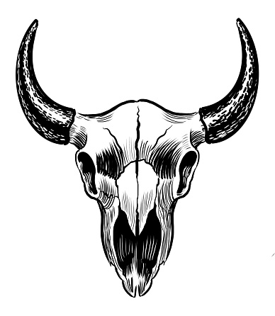 Bison skull. Hand-drawn black and white illustration
