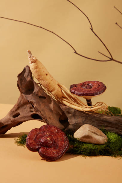 istock Ganoderma mushrooms and ginseng are displayed together on a log with green moss on a beige background. Two precious medicinal herbs are commonly used in oriental medicine. 1829837015