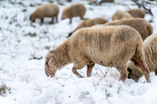istock Sheep grazing over a snow-covered pasture in winter 1829838576