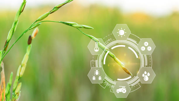 istock Rice seedlings field with infographics Smart farming and precision agriculture with visual icon, digital technology agriculture and smart farming concept. 1829844224