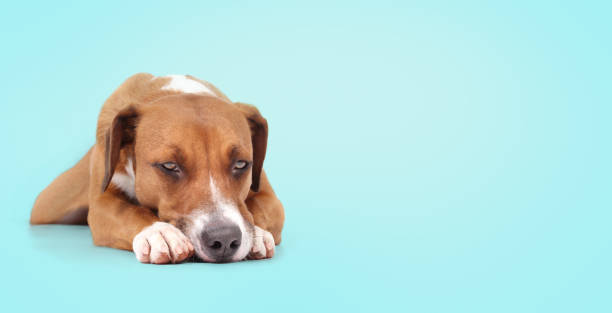 istock Relaxed dog lying with head on paws on colored background. 1829845075