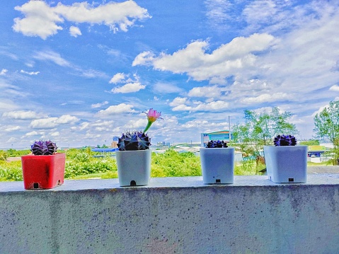 4 small pots of cactus placed outdoors to receive sunlight.