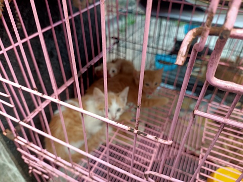 orange pet kittens in a cage at backyard. Photo taken in Malaysia
