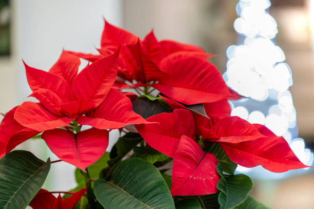 istock Stella di Natale, Euphorbia pulcherrima 1829886655