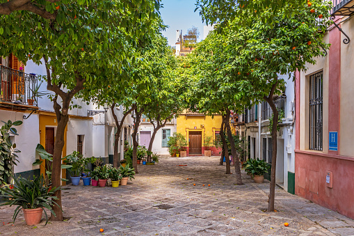 View of a corner of the Santa Cruz neighborhood of Seville, with houses with colorful facades and orange trees