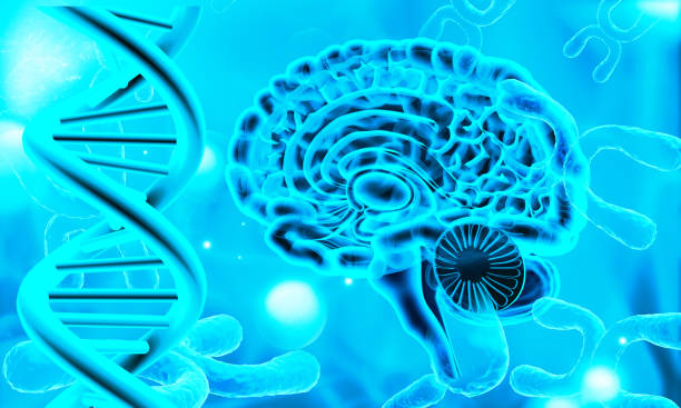 istock Human brain cross section with DNA strand 1829890627