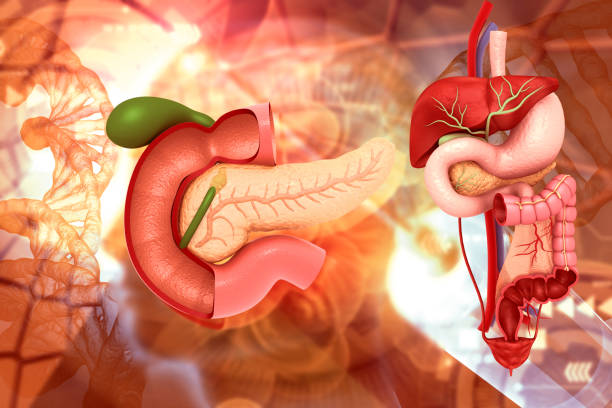 istock Human pancreas with digestive system anatomy 1829892726