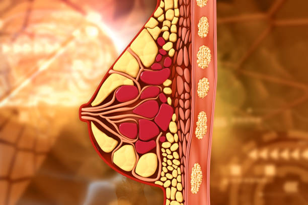 istock Female breast cross section anatomy 1829893265