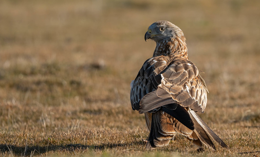 red kite on the ground waiting