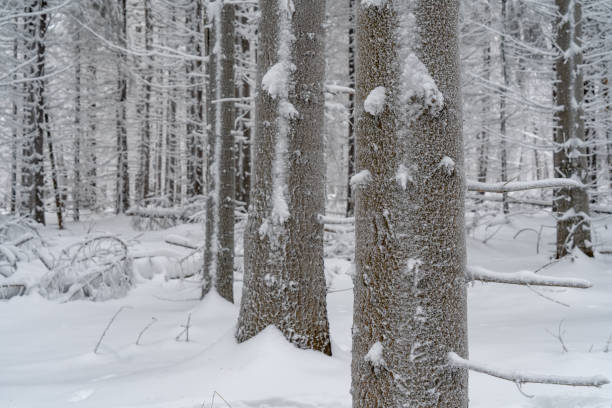 snow covered spruce trees, winter in forest