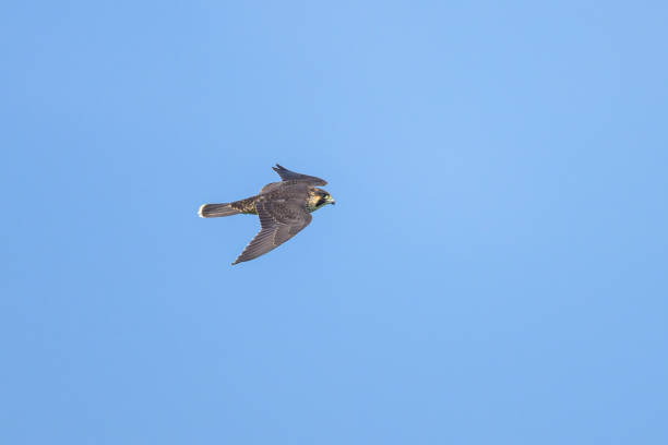 istock A Peregrine Falcon in flight blue sky 1829957932