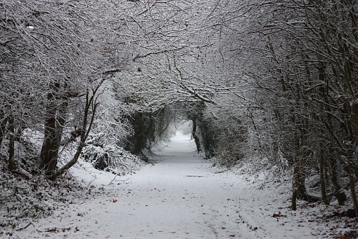 Countryside winter scene, with a footpath surrounded by trees and hedges covered in snow