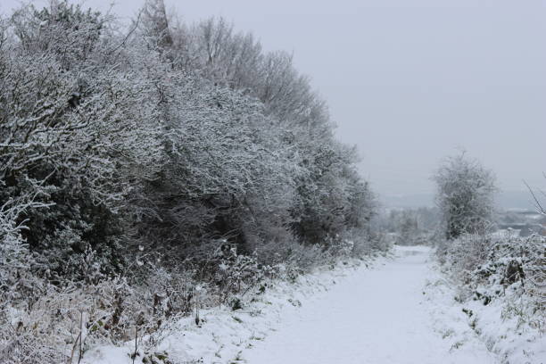 Free Stock Photo of Snow-covered path with a row of trees | Download ...