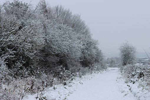 Countryside winter scene, with a footpath surrounded by trees and hedges covered in snow