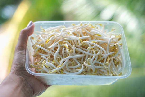 Close-up POV shot unrecognizable hand holding a box plastic container with beansprout in the backyard garden