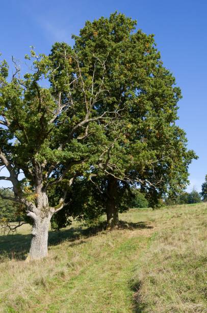 istock Idyllic grassy landscape featuring large oak trees and a clear blue sky 1829958894