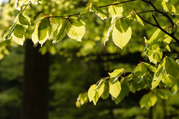 istock Beautiful nature scene featuring a sunlit tree with its branches adorned with lush green foliage 1829958935