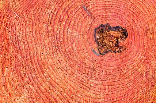A close-up of the annual rings of a tree trunk