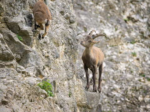 Two young alpine ibexes fighting on a rock face, cloudy day in an Austrian zoo