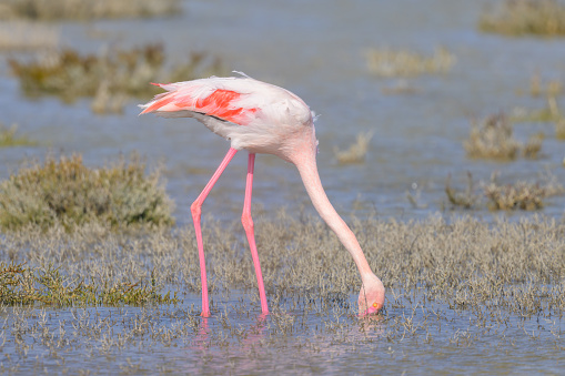 A Greater Flamingo walking in the water and looking for food, sunny morning in springtime, Camargue (Provence, France)