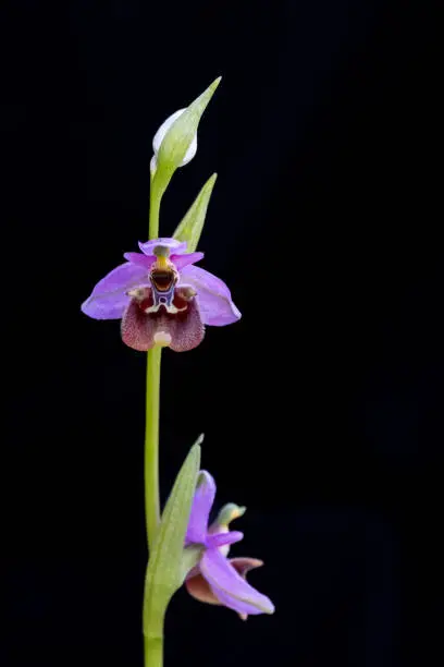 Bee orchid blooming time