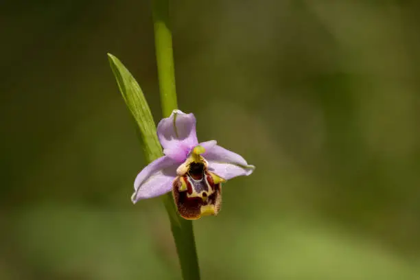 Bee orchid blooming time