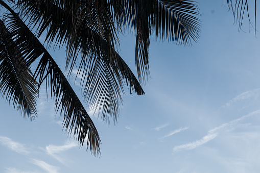 Coconut palm fronds against blue sky background.