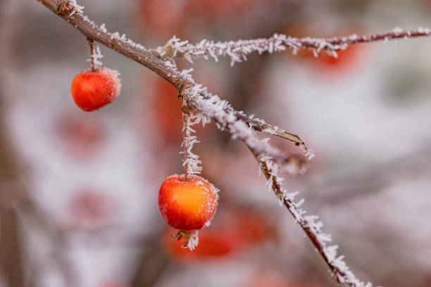 Colorful ornamental apple with ice crystals in winter