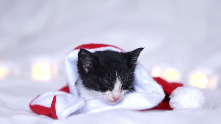 Cute kitten sleeping in red christmas hat on lanterns background, concept of christmas holidays with pets