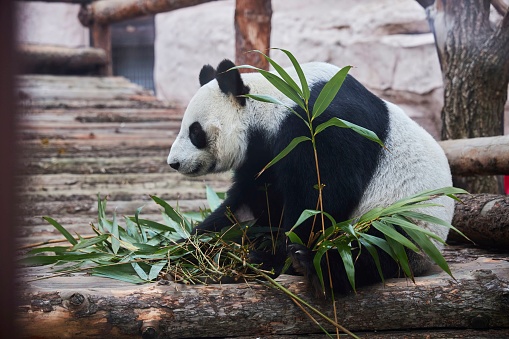 Giant Panda in Chengdu China