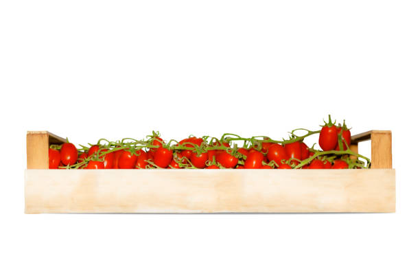istock Piccadilly tomatoes on green sprig 1830073792