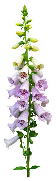 istock The Common Foxglove flower (Digitalis purpurea) isolated on white background. 1830075972