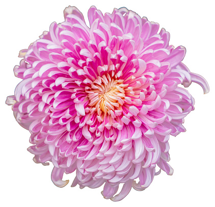 Top view of a pink and white flower isolated on white background. Isolate a large flower with clipping path. Taipei Chrysanthemum Exhibition.