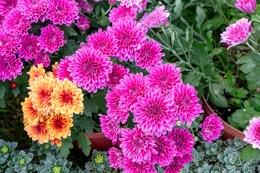 Pink (magenta) and white blooming chrysanthemums. Close-up of beautiful flowers. Taipei Chrysanthemum Exhibition.