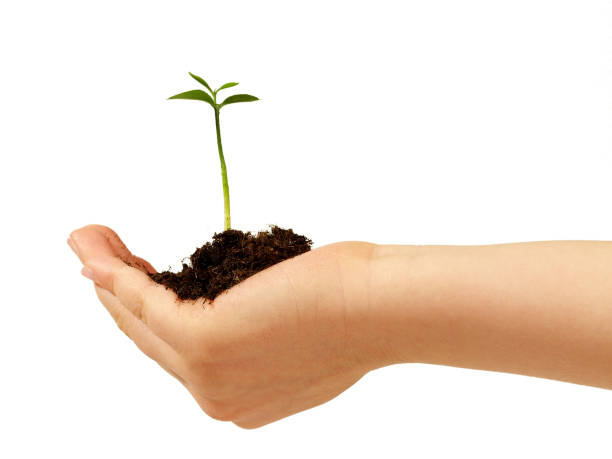 istock Children Hand with a  young Plant - White Background 1830077655