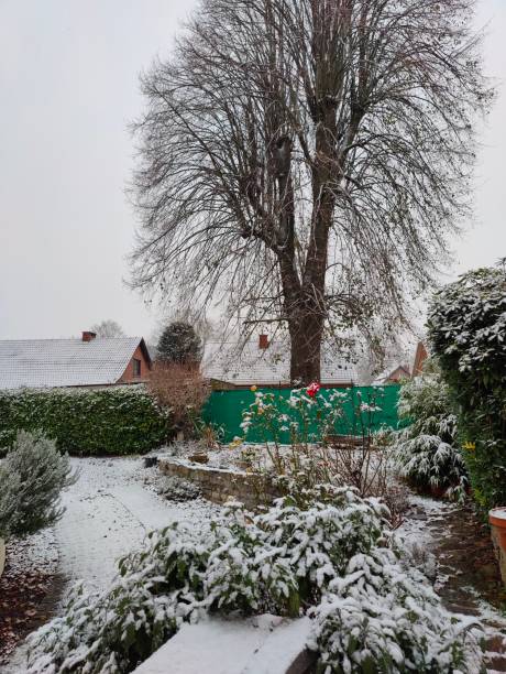 istock Snowy garden 1830078225