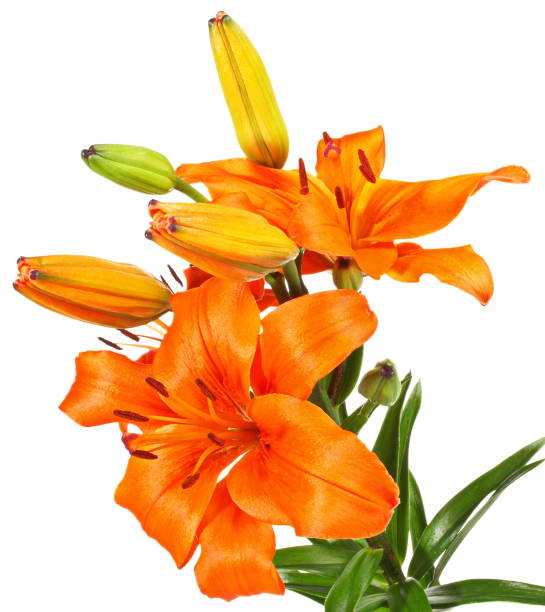istock Orange Lily on white Background - Isolated 1830078760