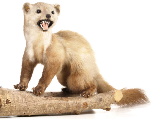 istock Marten, stuffed, taxidermy, trophy isolated on white Background 1830079655