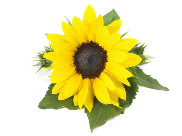 istock Sunflower on white Background - Isolated 1830080407