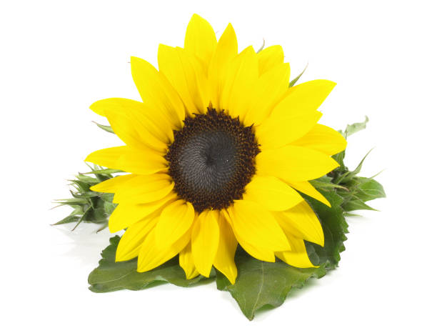istock Sunflower on white Background - Isolated 1830080415