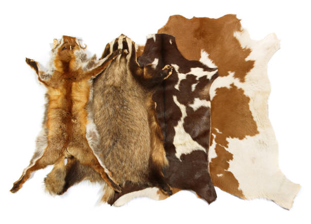istock Various Animal Skins isolated on white Background 1830082050